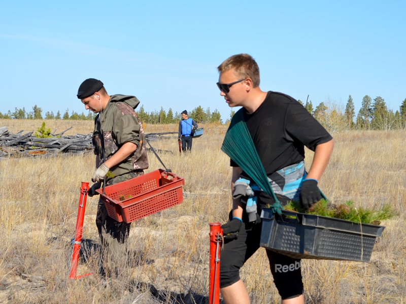 Волонтерами Рубцовского института восстановлено более 200 гектаров ленточного бора