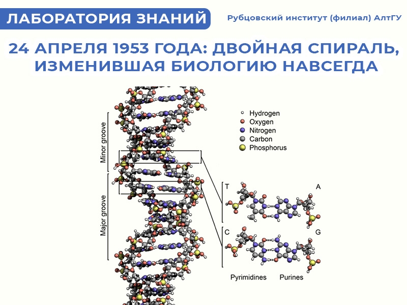 24 апреля 1953 года: двойная спираль, изменившая биологию навсегда